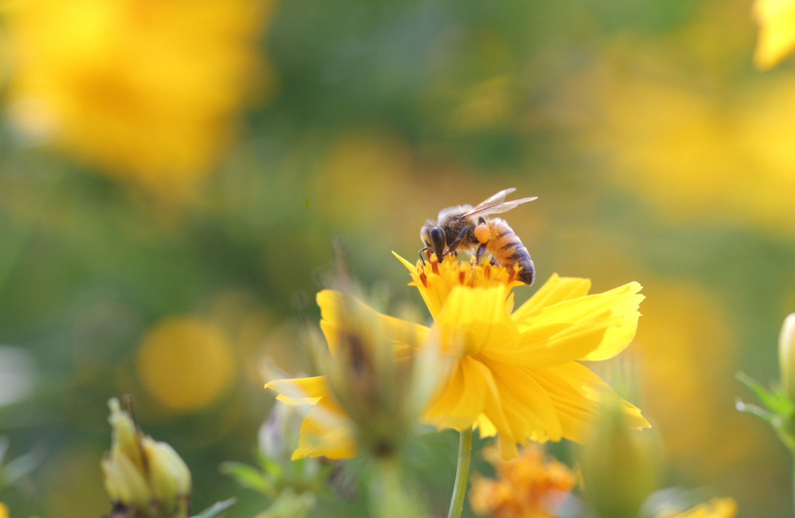 The Nectar of Innovation: How Israeli Bee Tech is Sweetening the New Year