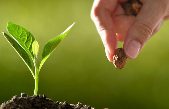 Israeli Seed Breeding Startup Raises $10M to Increase Plant Yield