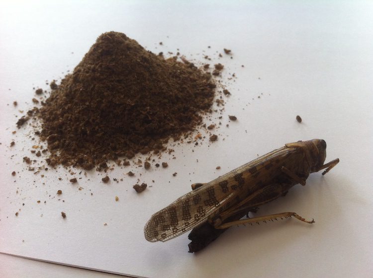 Hargol FoodTech - Protein Powder and Grasshopper