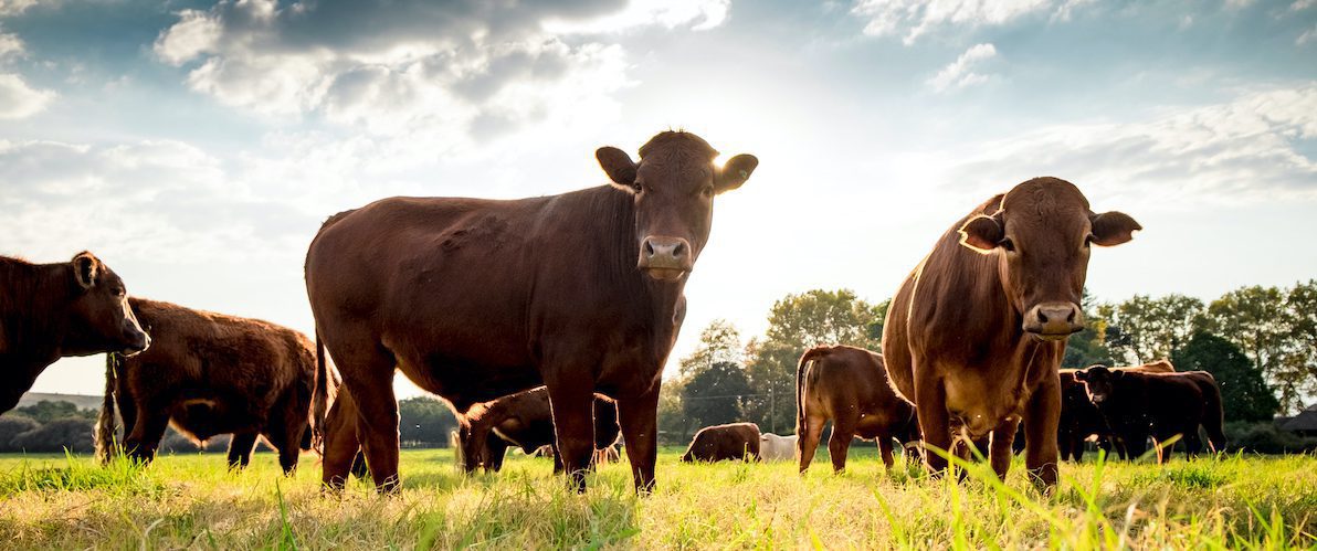 Not Just Protein Alternatives: Meet Israel’s Tech Solutions to Livestock Sustainability